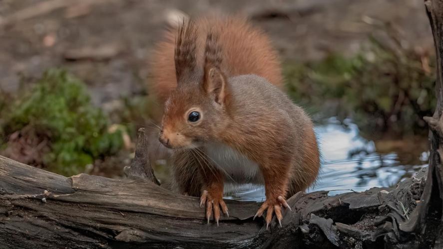 Fotto's uit de oude doos