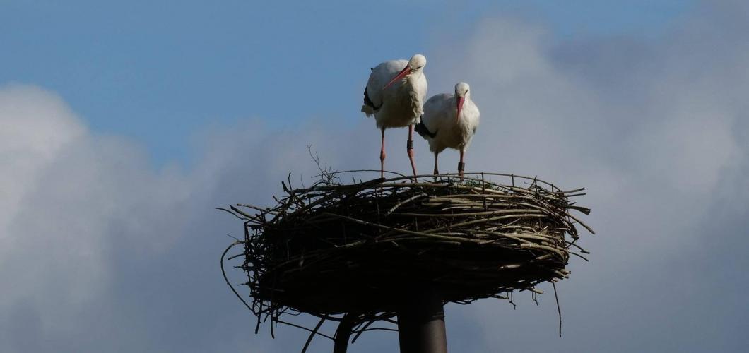 Fotto's uit de oude doos