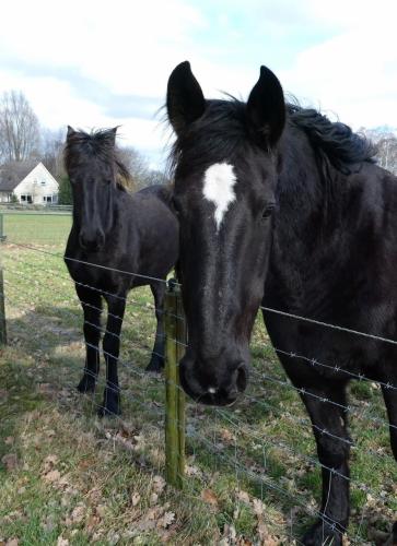 Fotto's uit de oude doos