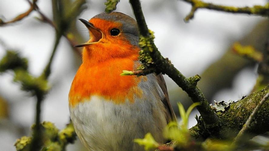 Fotto's uit de oude doos