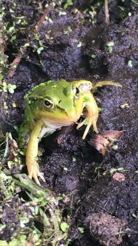 Schattig