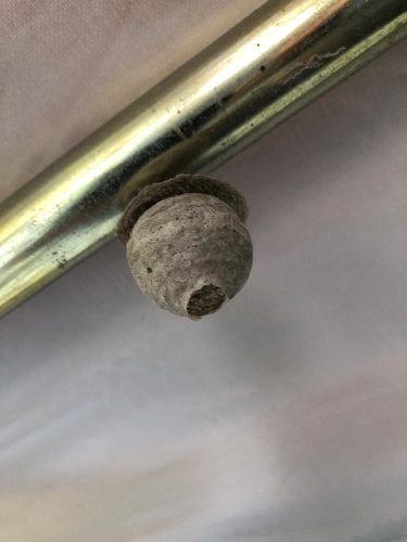 Prachtige kunstwerk van de natuur