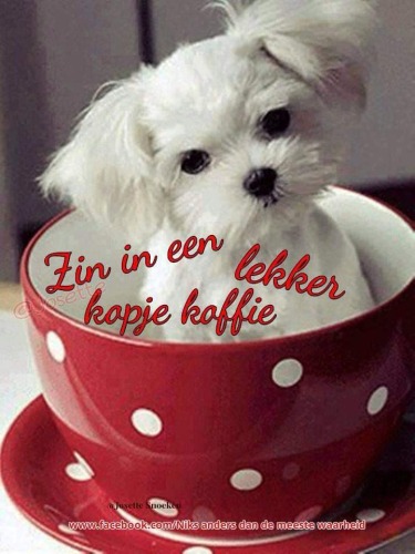 Goedemorgen