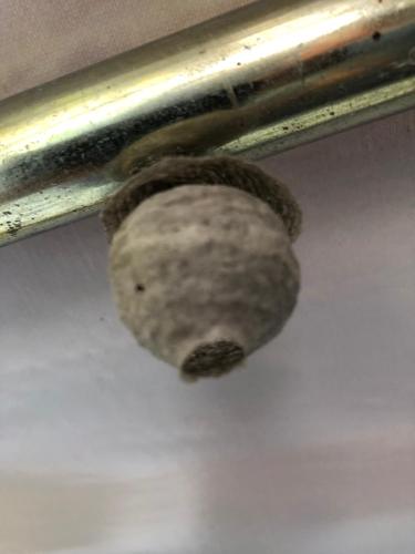 Prachtige kunstwerk van de natuur