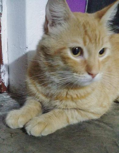 O'Malley