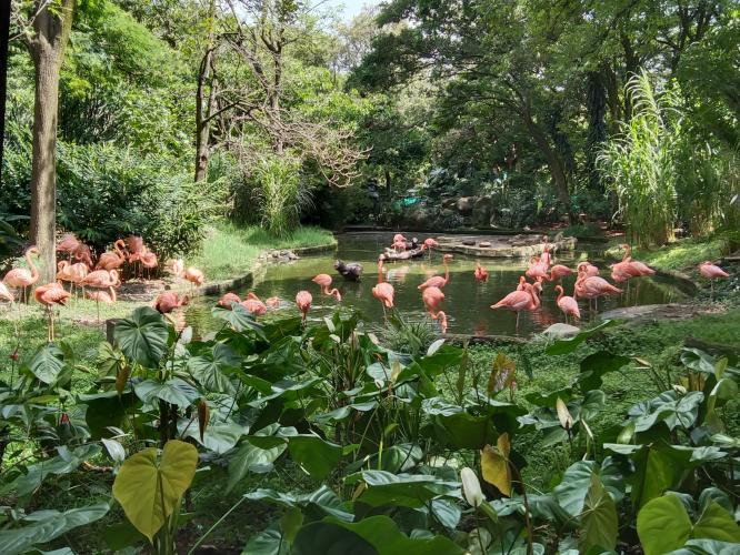 Flamingos 