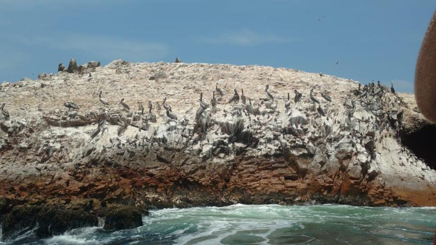 Ballestas Islands - Paracas (Peru)