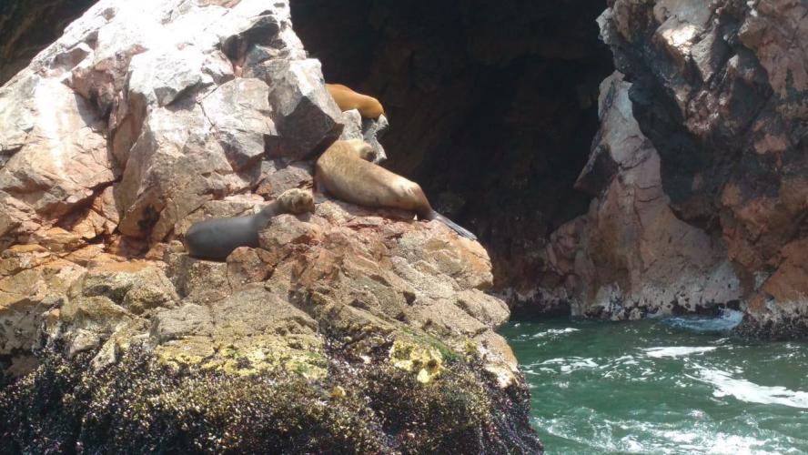 Ballestas Islands - Paracas (Peru)