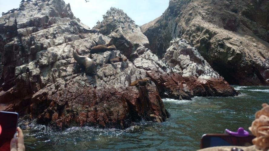 Ballestas Islands - Paracas (Peru)