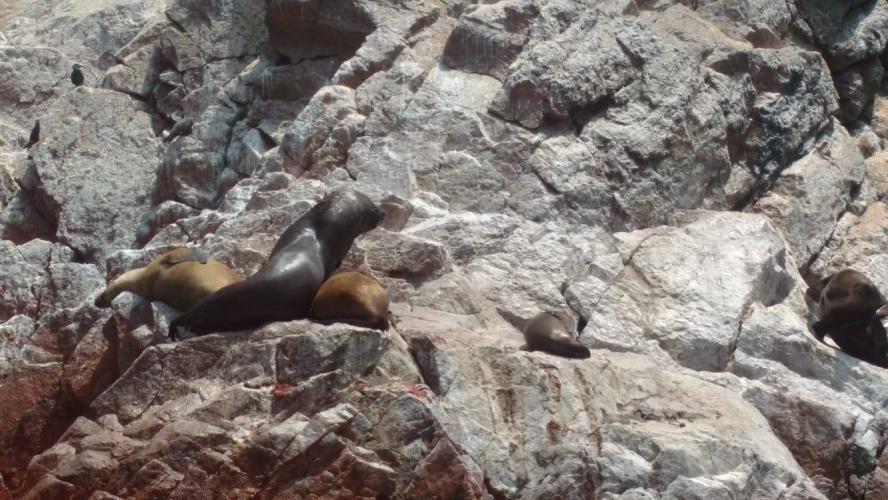 Ballestas Islands - Paracas (Peru)