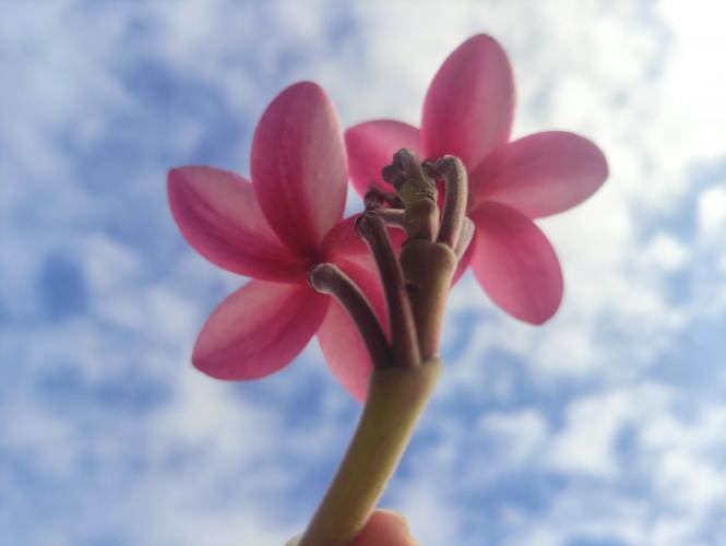 Flor de Plumeria 