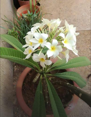 Plumeria blanca.