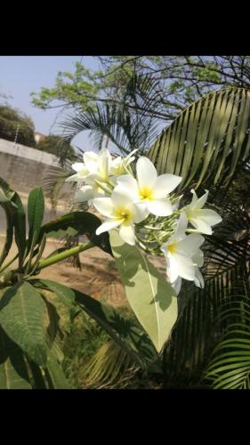 Plumeria blanca.