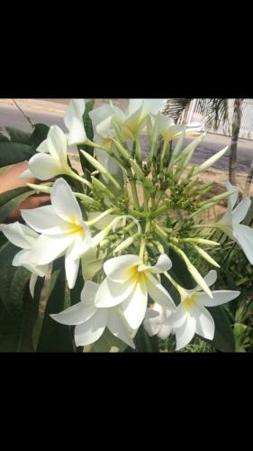 Plumeria blanca.