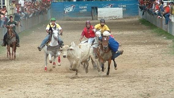 Historia de los Toros Coleados