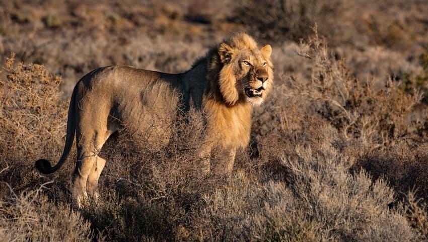 Der Löwe und seine Armee