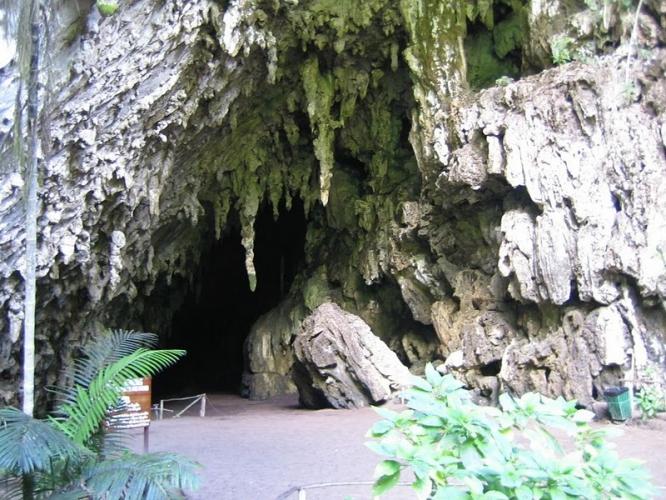 Guacharo Cave