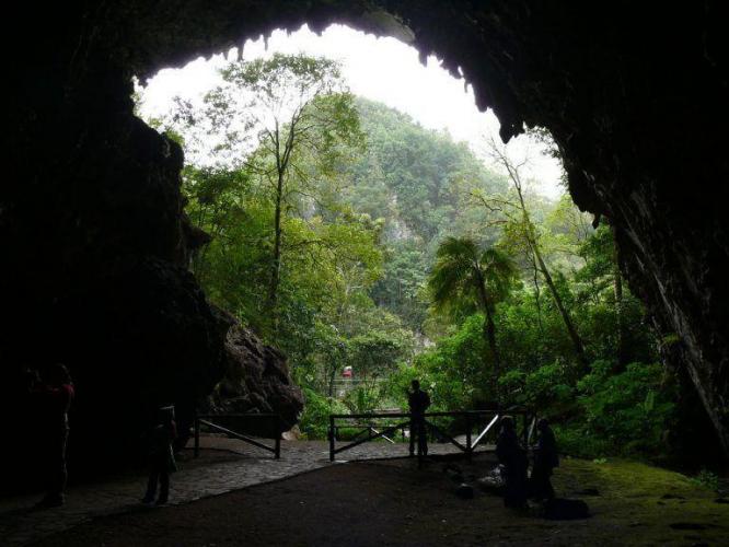Guacharo Cave