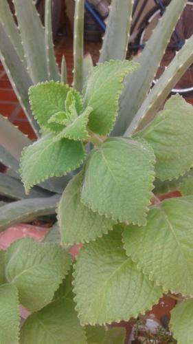 The natural thing in my house