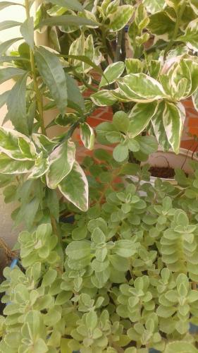 The natural thing in my house