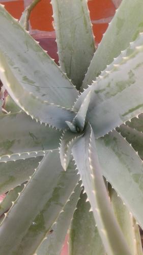 The natural thing in my house