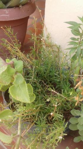 The natural thing in my house