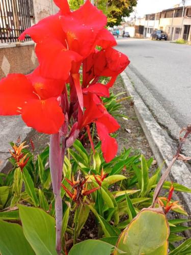 Una hermosa flor que me encontre