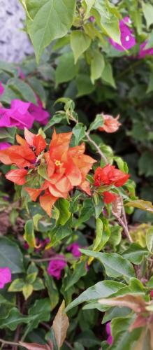 Bougainvillea glabra
