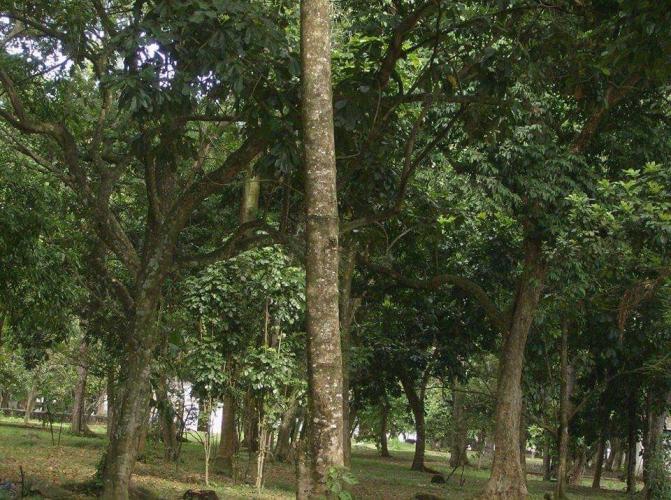 Barinitas trip to the park:D