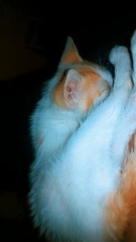 Awwws gatita es hermosa a mi me encantan los gatos siempre e tenido un amor por esta adorable  raza es cierto ellos son bastante independientes pero aunque no lo parezca ello también llegan a sentir un aprecio por nosotros esta es mi gatita  yuki por ahora solo tengo dos yuki y su mama yuka  y las amo como no tienes idea