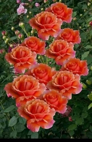 Un vistazo a Flores hermosas