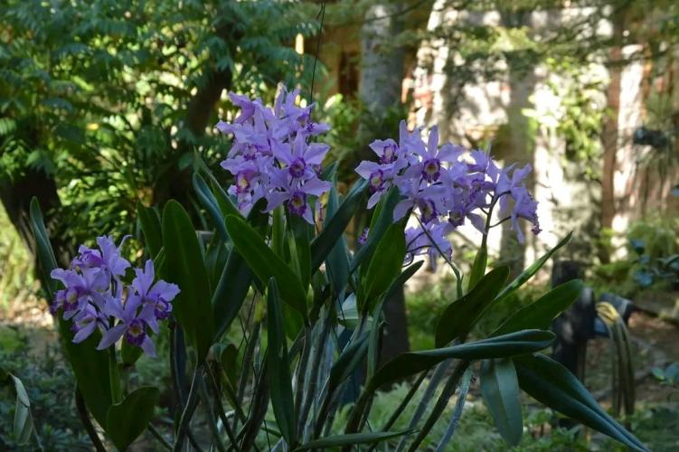 Un vistazo a Flores hermosas