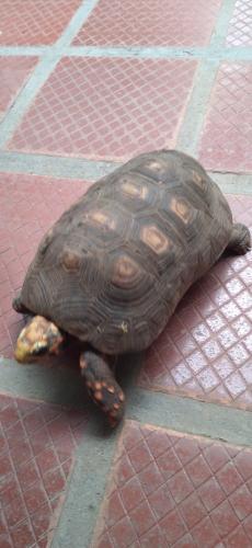 El morrocoy de la Tía Mari...