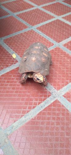 El morrocoy de la Tía Mari...