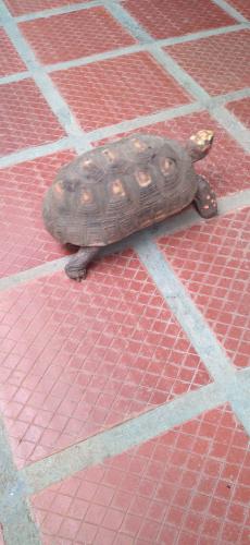 El morrocoy de la Tía Mari...