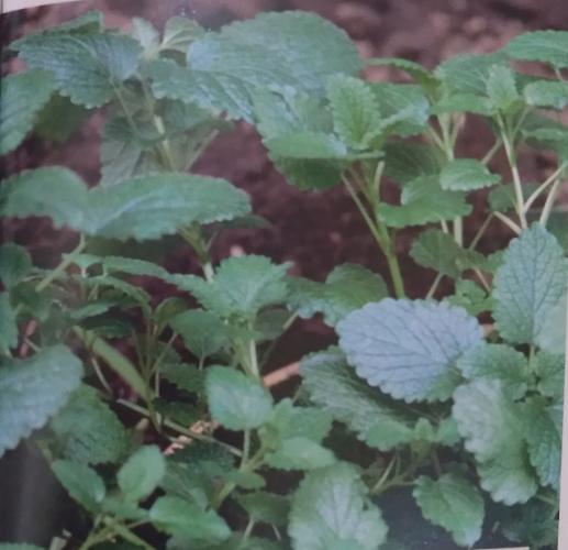 Vorteile von Lemonjil