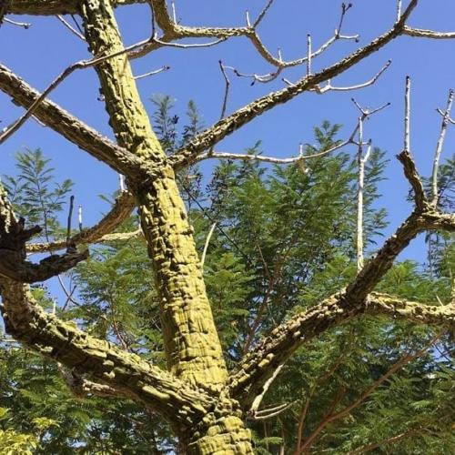 Las sibucaras de nuestro parque .