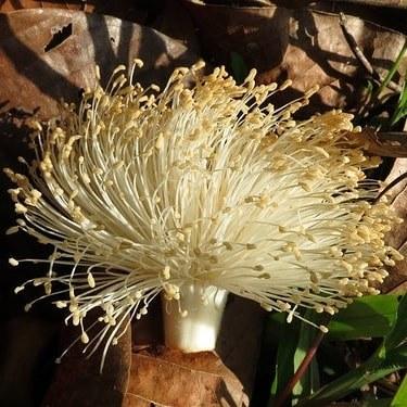 Las sibucaras de nuestro parque .