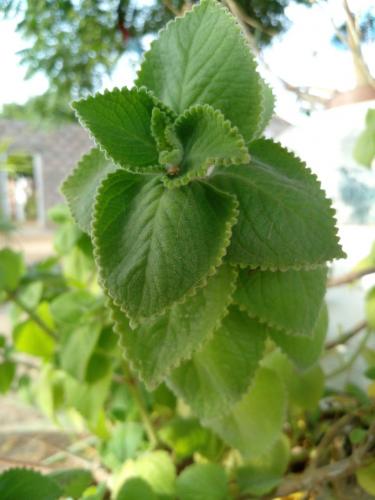 Conocias el orégano orejon?