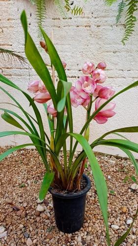 Las plantas la mejor parte de un jardin