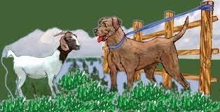 El chivo y el perro cobarde 