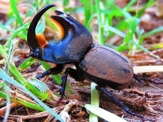 The hard life of the rhinoceros beetle :(