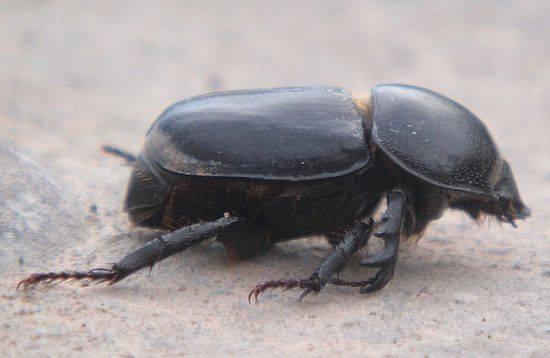 The hard life of the rhinoceros beetle :(