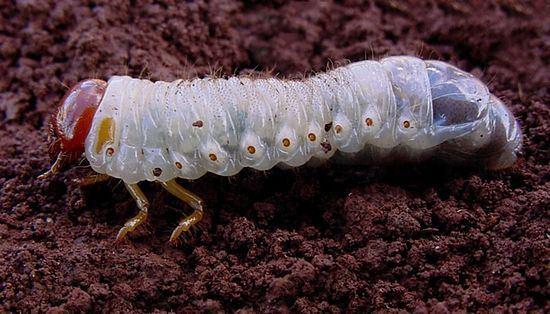 The hard life of the rhinoceros beetle :(