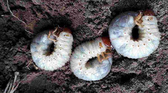 The hard life of the rhinoceros beetle :(