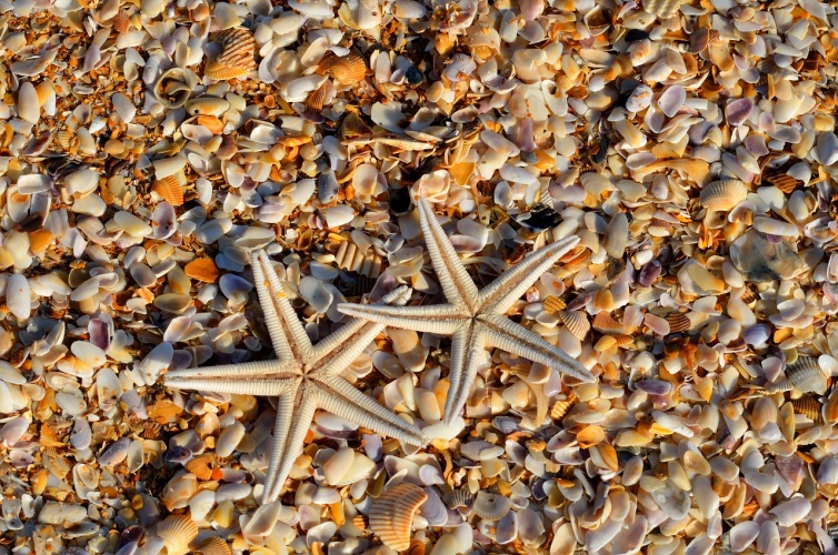 La estrella de mar
