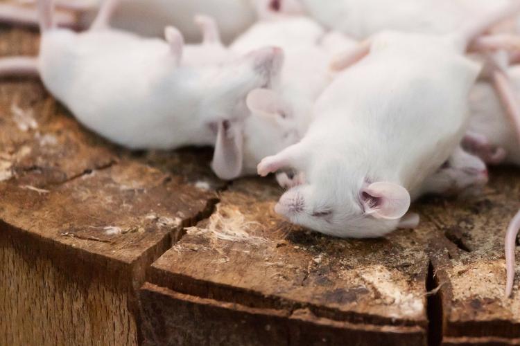 Como lidiar con las alimañas!