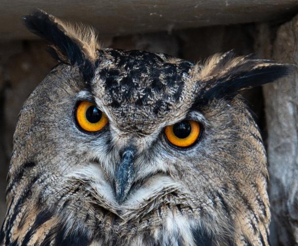 Aprender Ingles con Apps 