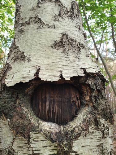 Bomen een andere passie van mij.