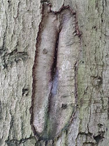 Bomen een andere passie van mij.